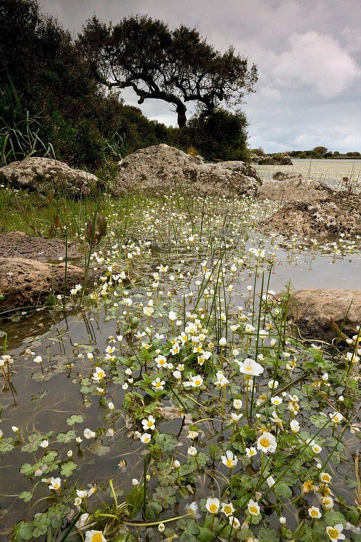 Water crowfoot (Ranunculus aquatilis)