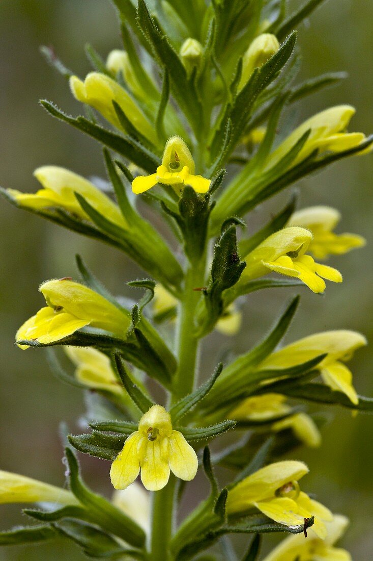 Yellow bartsia (Parentucellia viscosa)