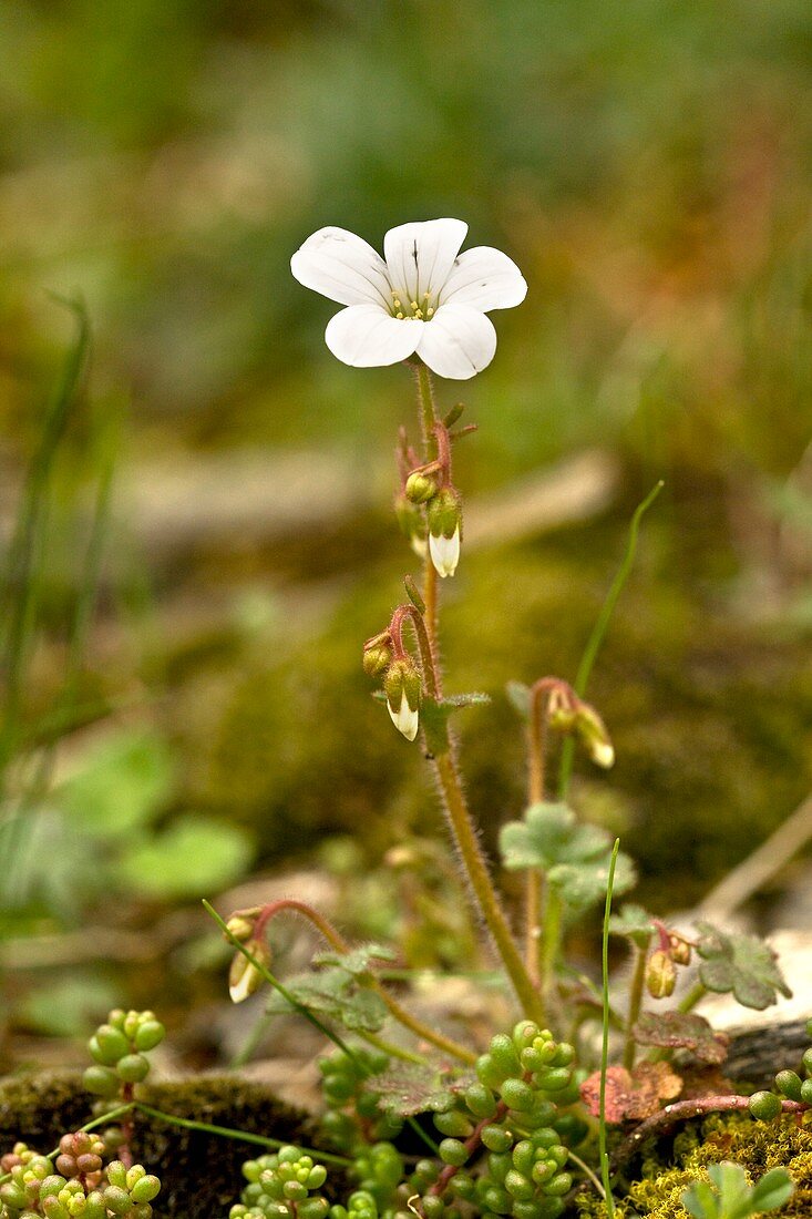 Corsican saxifrage (Saxifraga corsica)