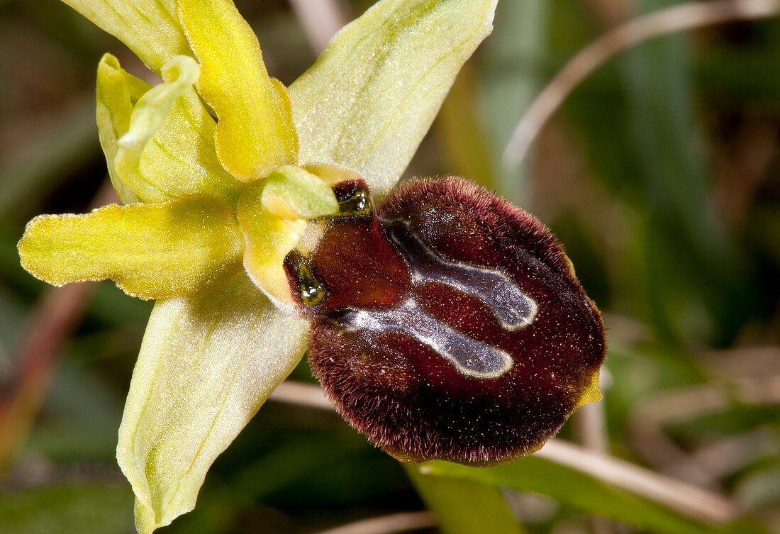 Spider orchid (Ophrys orphanidea) flower
