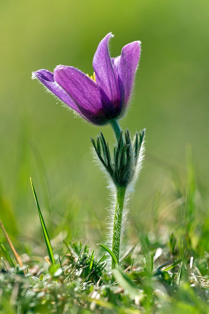 Pasque flower (Pulsatilla vulgaris)