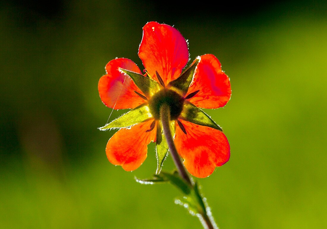 Red avens (Geum coccineum) flower