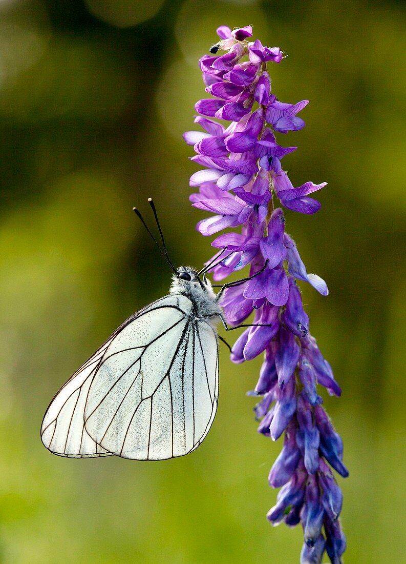 Black-veined white on narrow-leaved vetch