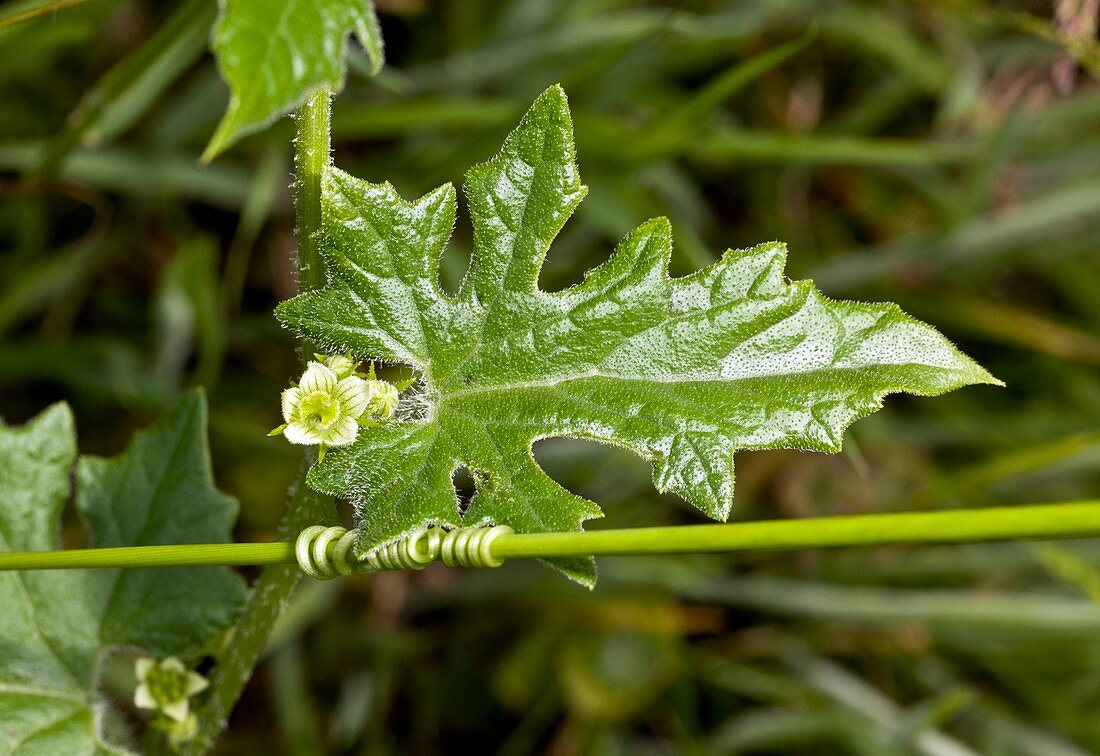 White bryony (Bryonia dioica) in flower