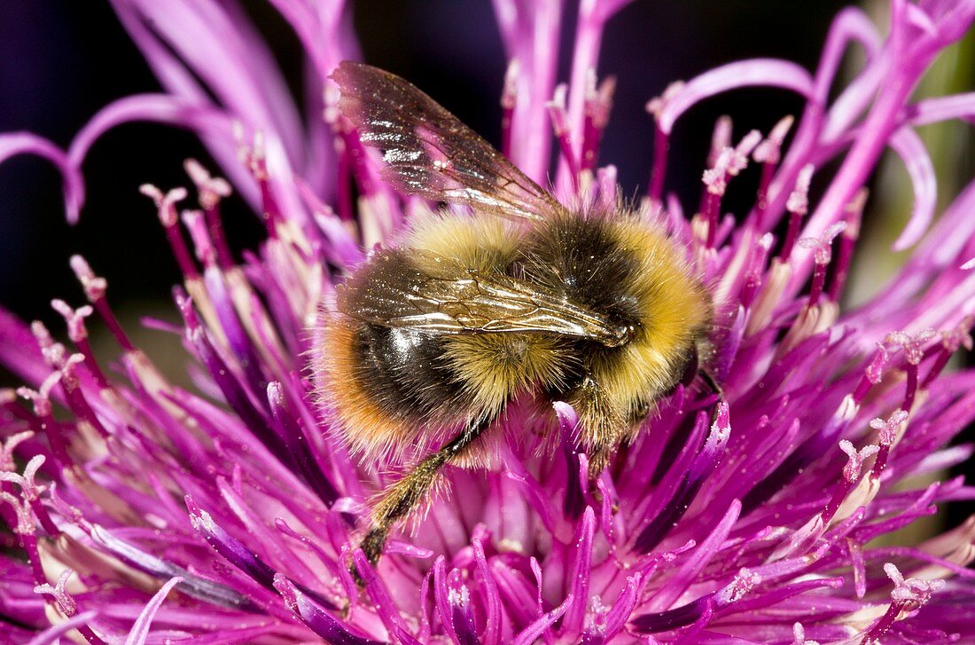 Red-tailed bumblebee on knapweed