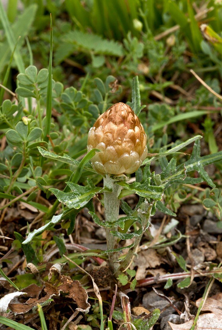 Cone thistle (Leuzea conifera) in flower