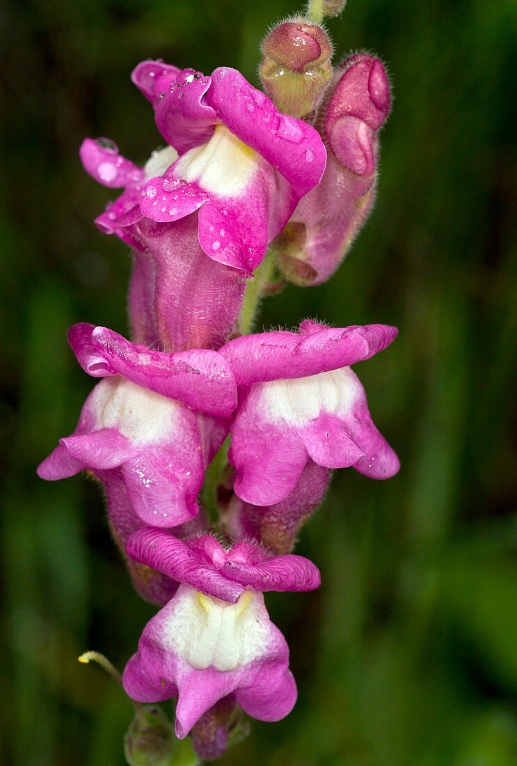 Snapdragon (Antirrhinum majus) flowers