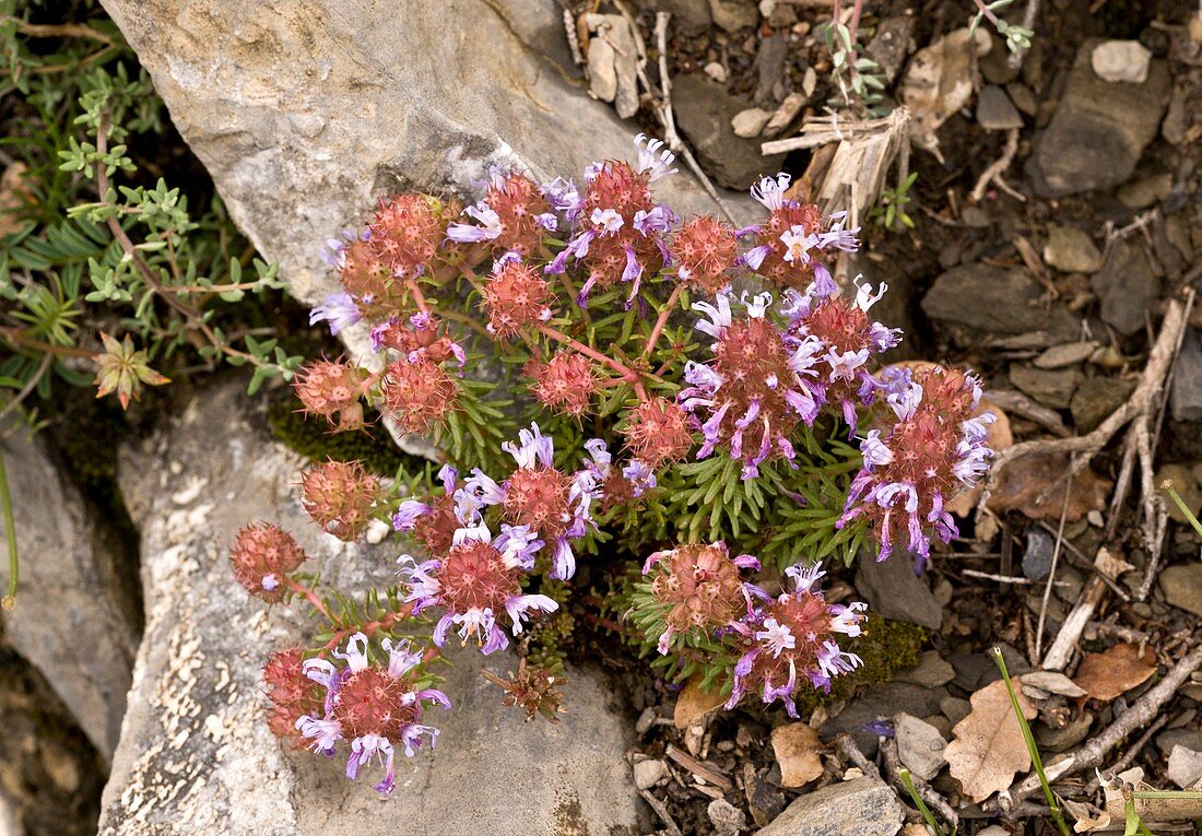 Coris monspeliensis in flower