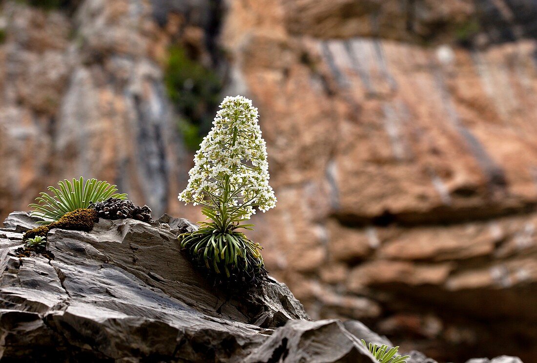 Saxifrage (Saxifraga longifolia)