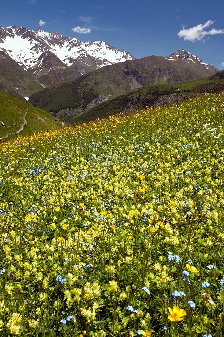 Flowering hay meadow,French Pyrenees