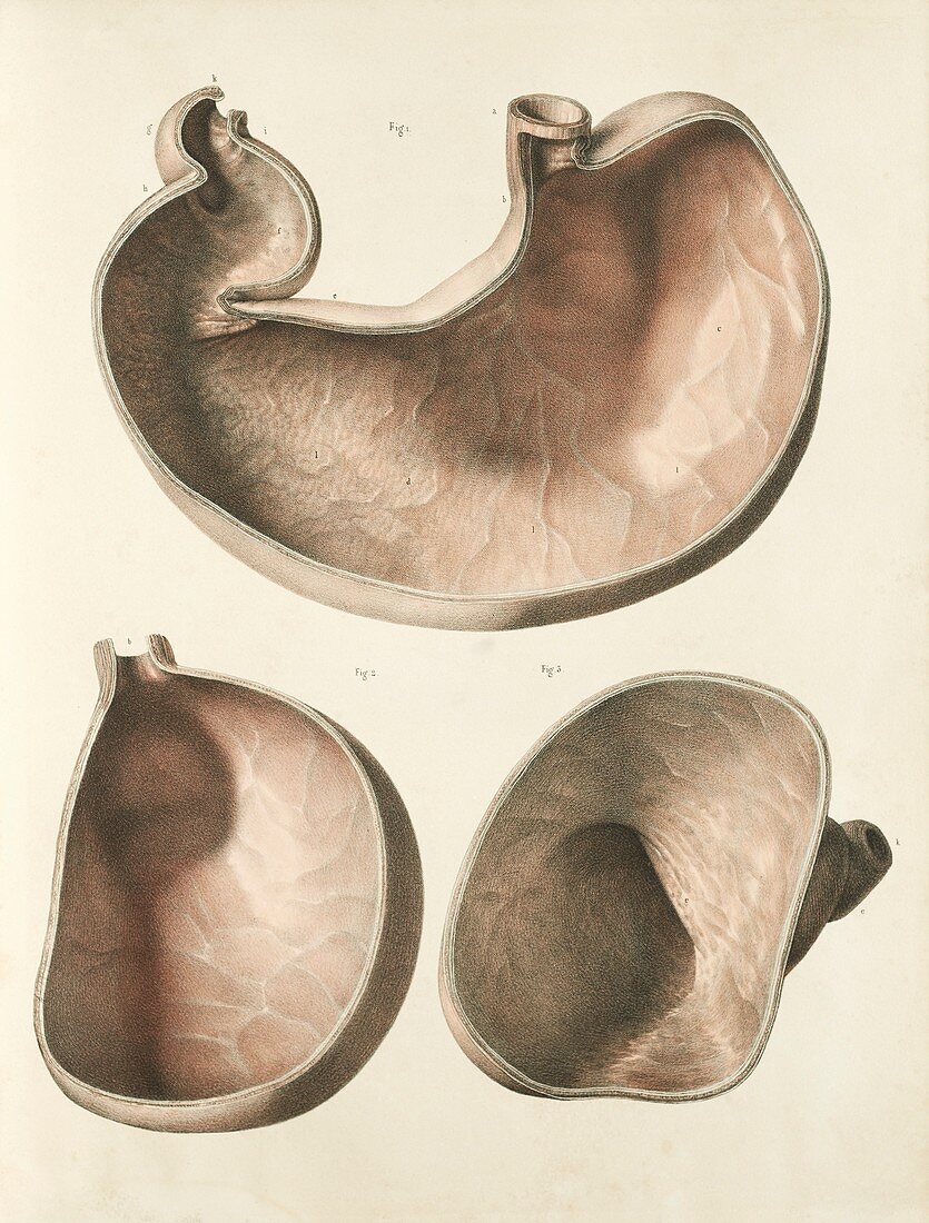 Stomach,1839 artwork