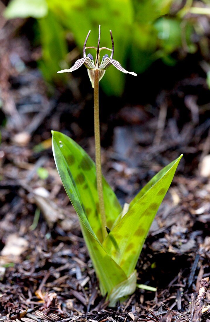 Fetid adderstongue (Scoliopus bigelovii)