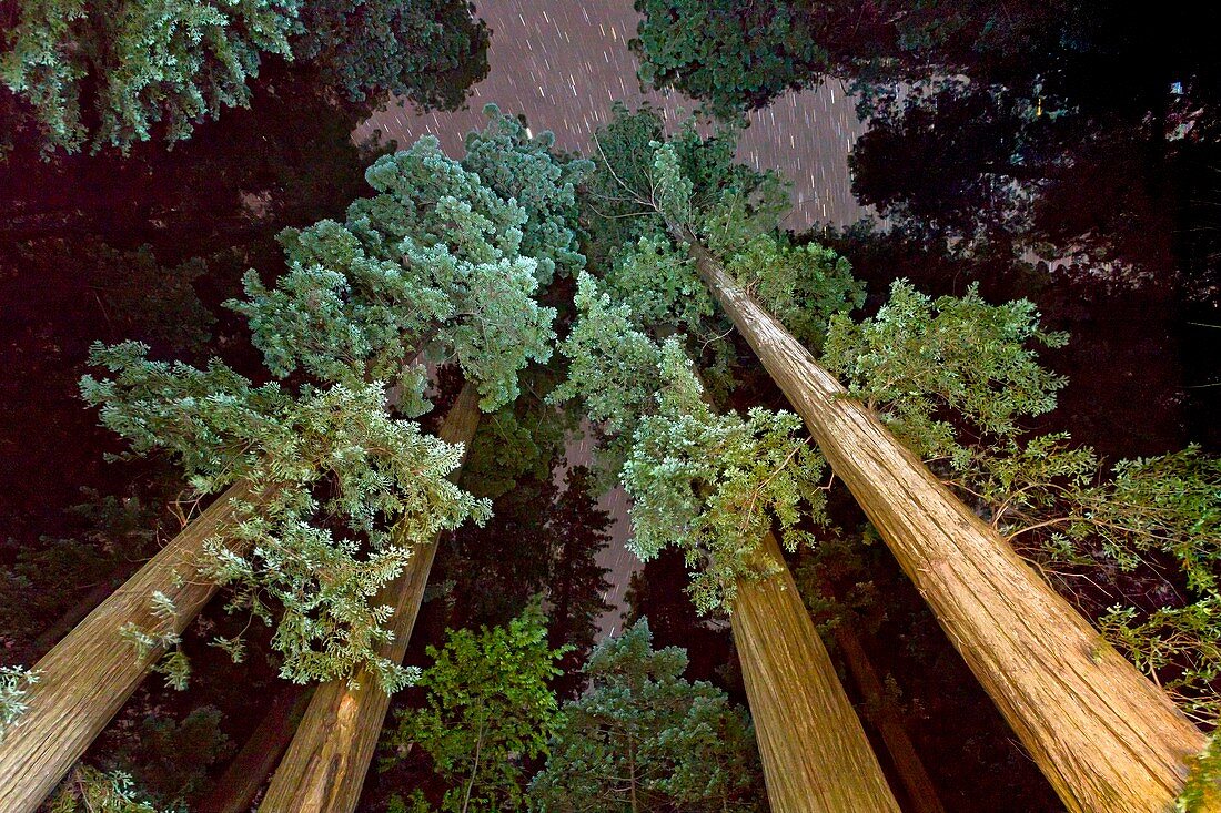 Redwood (Sequoia sempervirens) trees