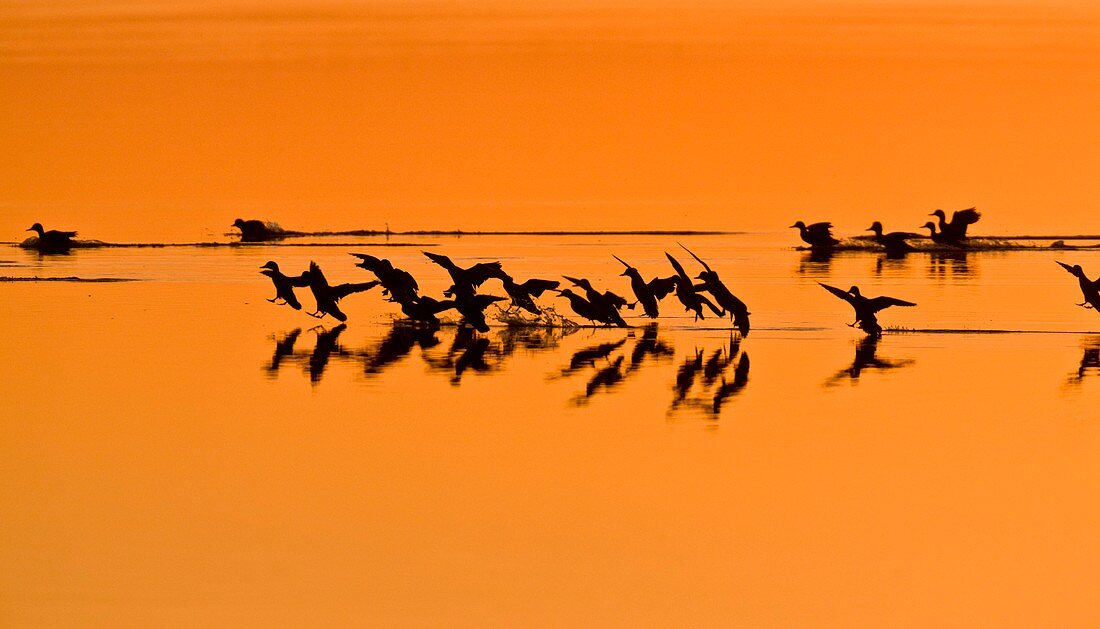 Green-winged teal ducks at sunset
