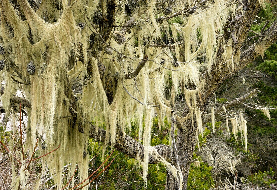 Beard lichen growing on shore pine