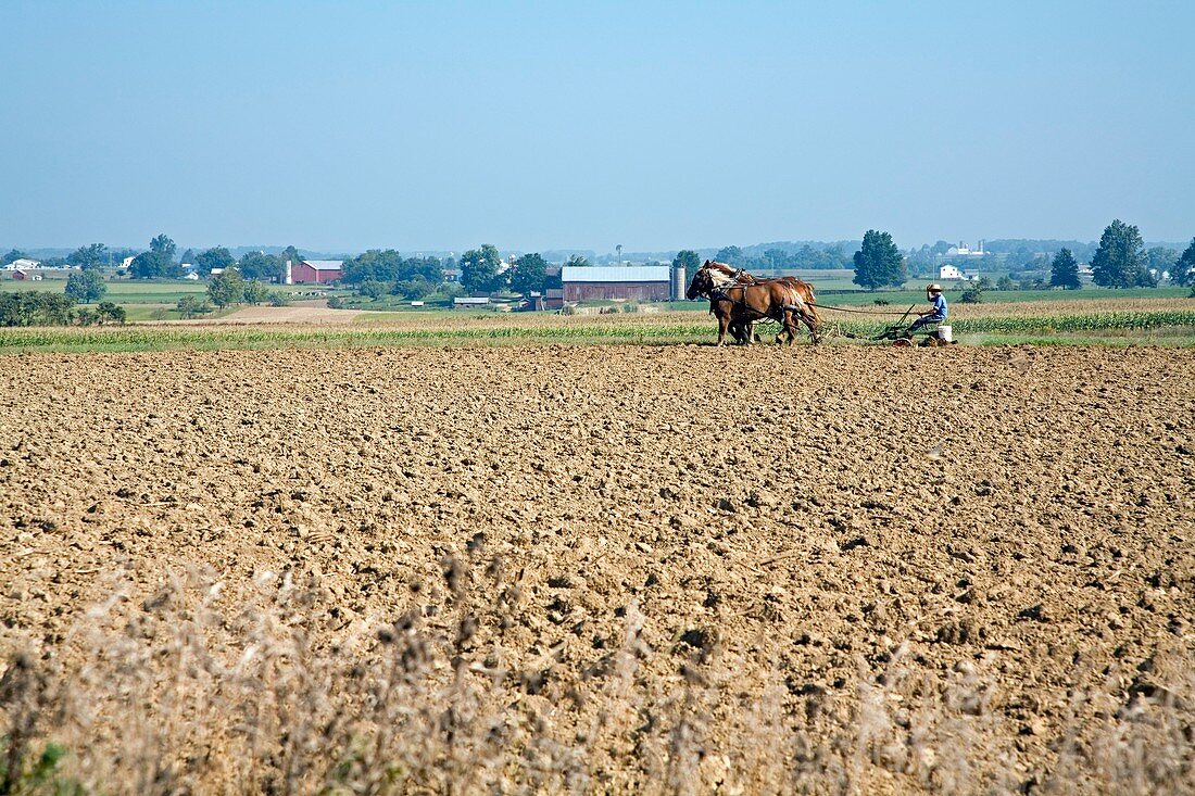 Ploughing on an Amish farm