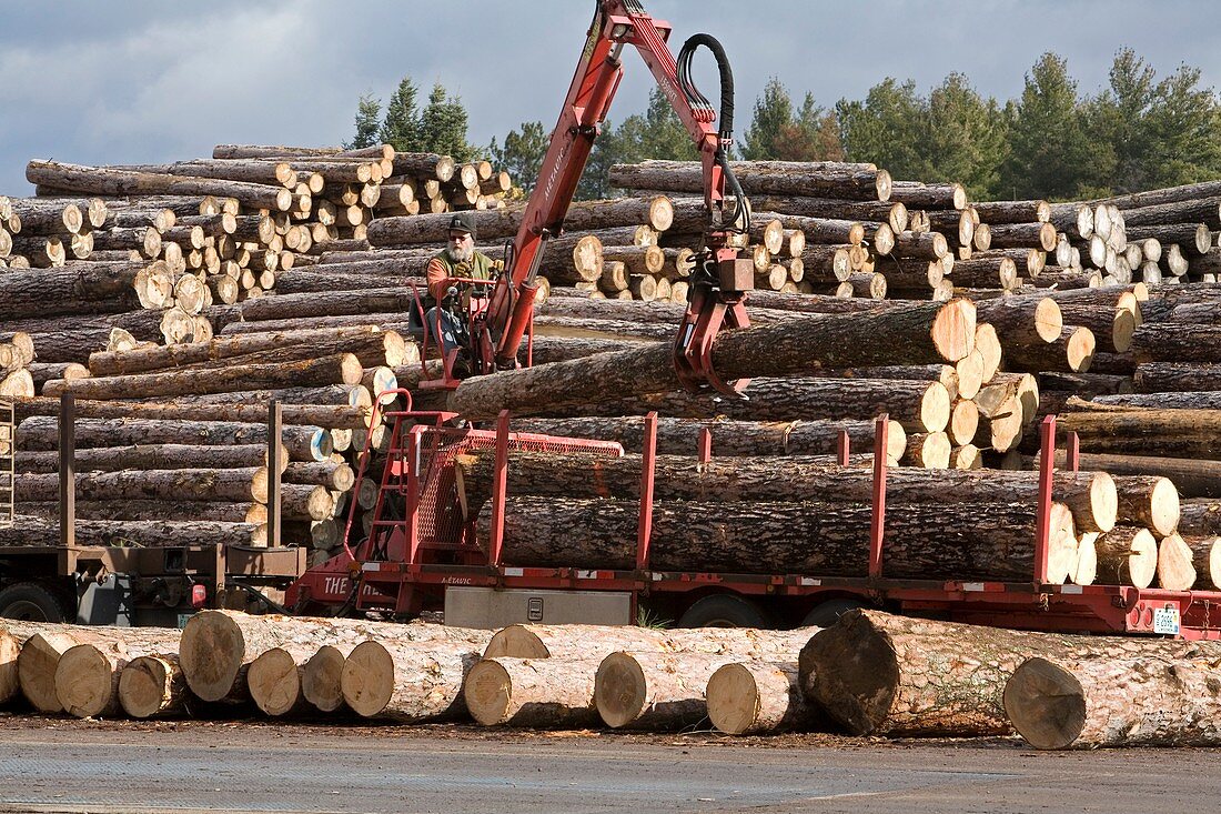 Logs at a sawmill