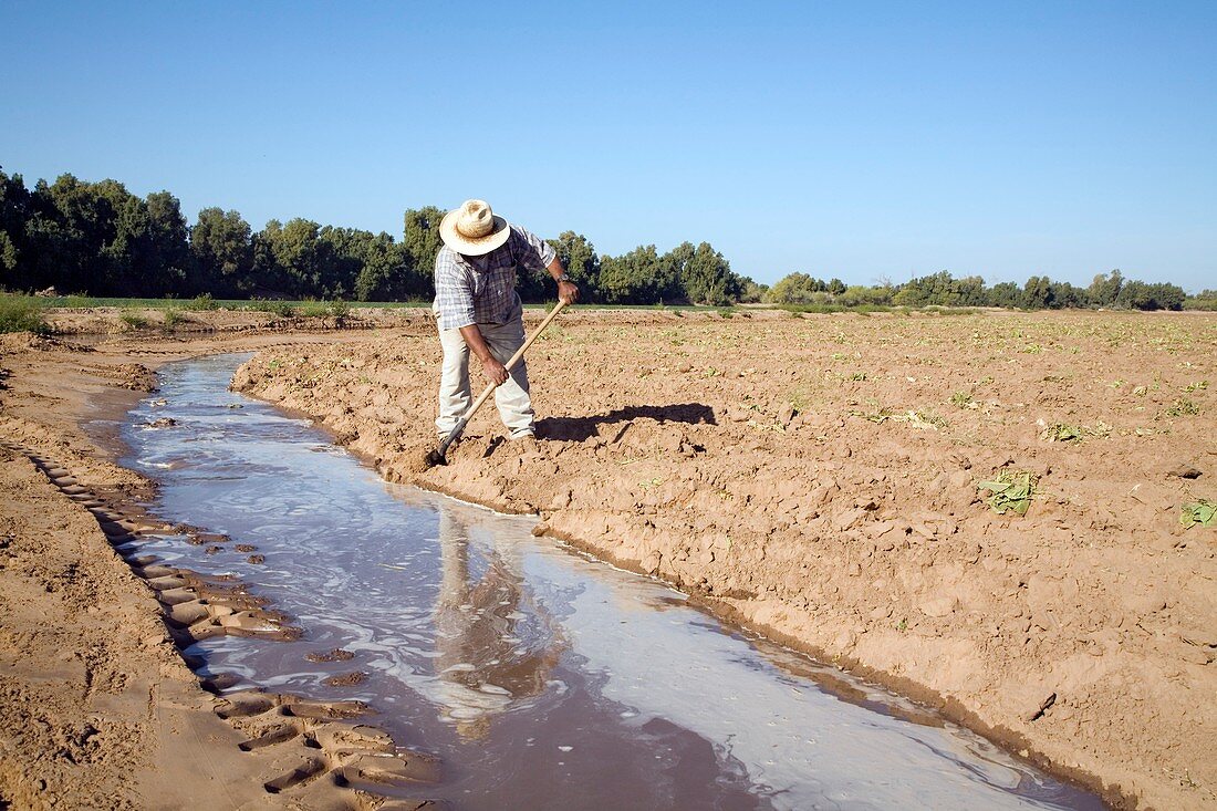 Worker digging irrigation channels