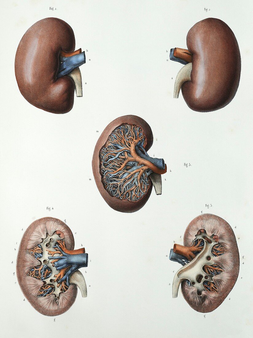 Kidney anatomy,1839 artwork