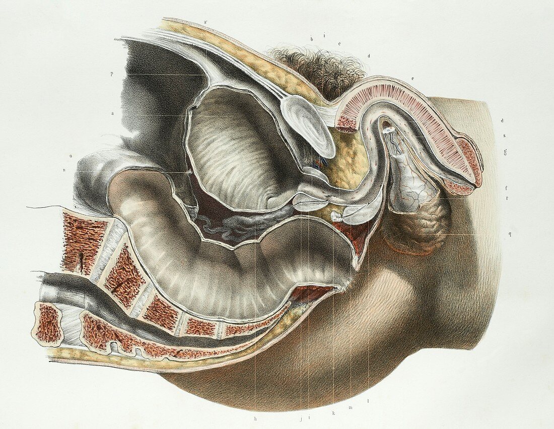 Male reproductive system,1839 artwork