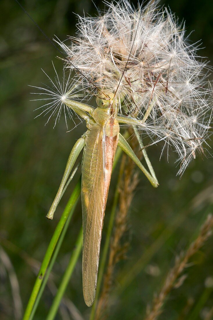 Bush-cricket on dandelion clock