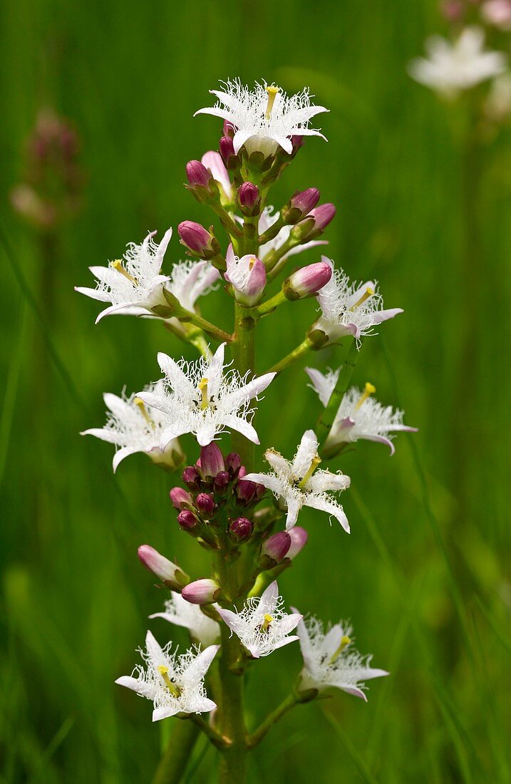 Bogbean (Menyanthes trifoliata) in flower