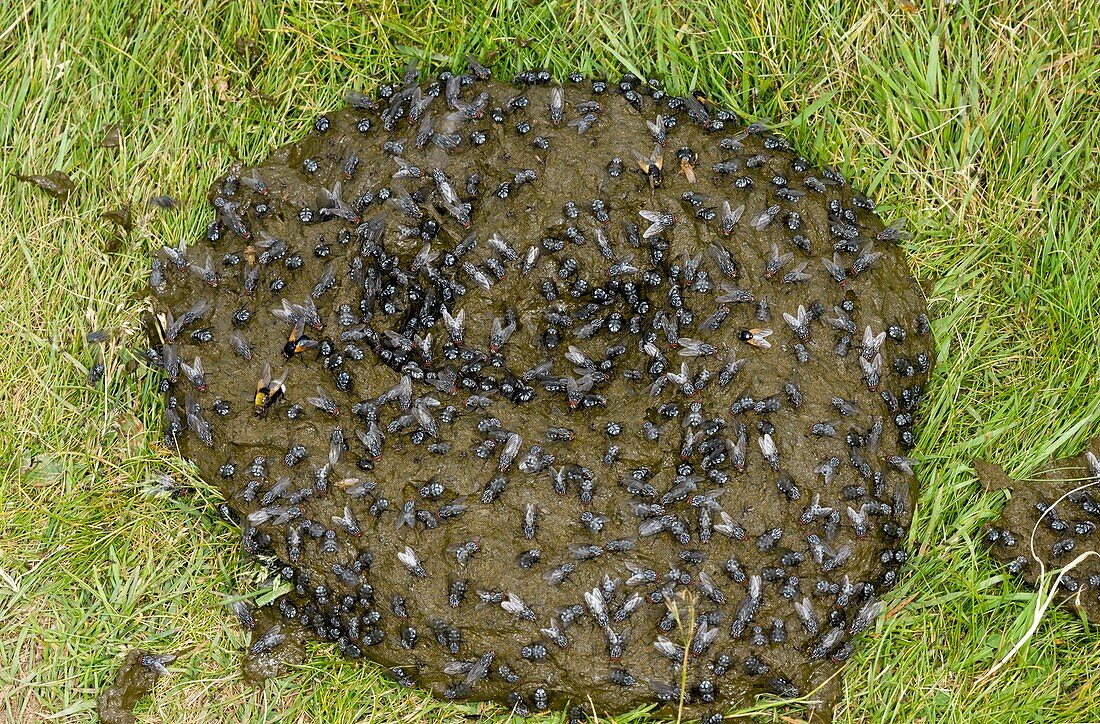 Flies on cow dung