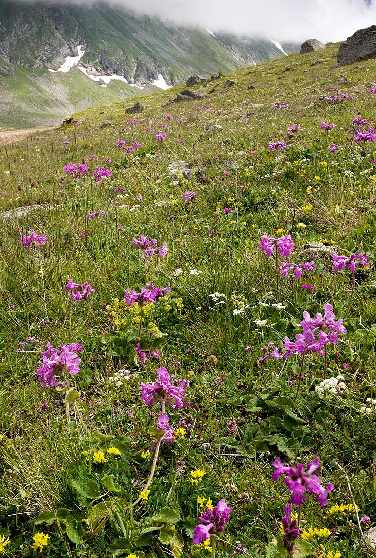 Flowering mountain grassland,Turkey