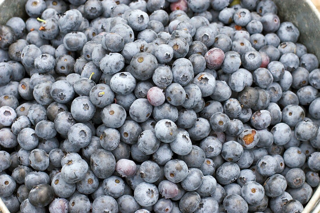 Harvested blueberries
