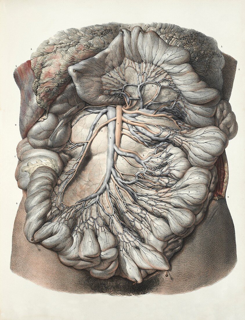 Small intestine,1839 artwork