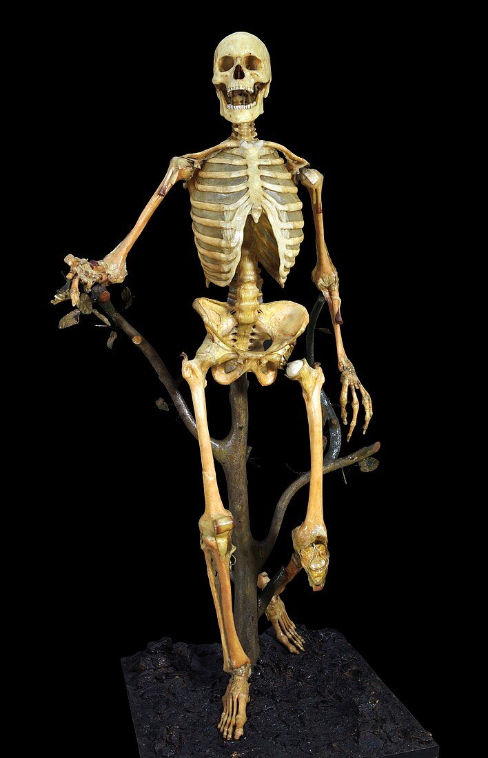 Anatomical skeleton model,18th century