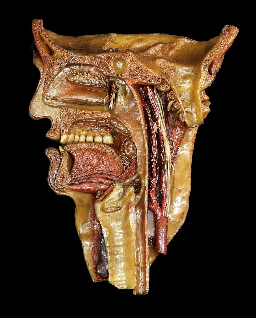 Head and throat model,18th century