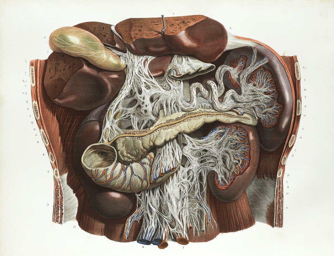 Abdominal anatomy,1839 artwork