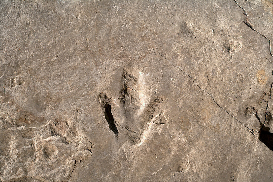 Dinosaur track (Eubrontes)