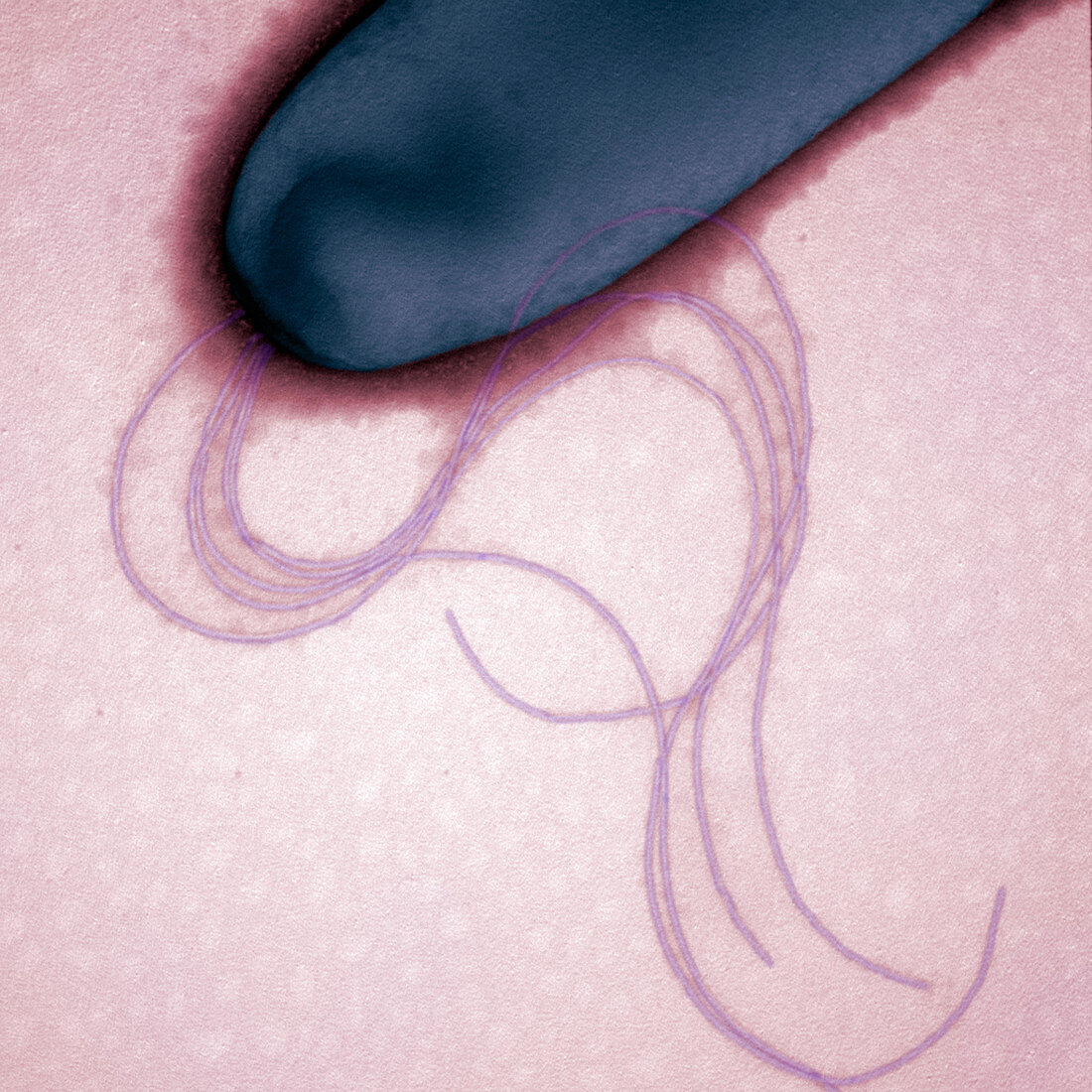 Flagella of Pseudomonas aeruginosa