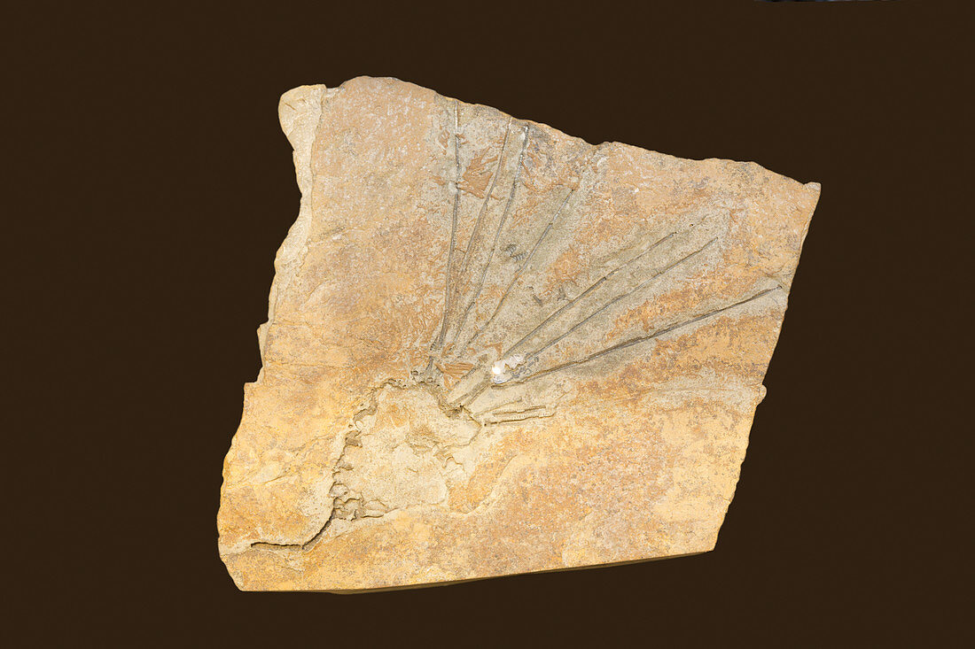 Fossil Eocrinoid or Dawn Crinoid (Gogia)