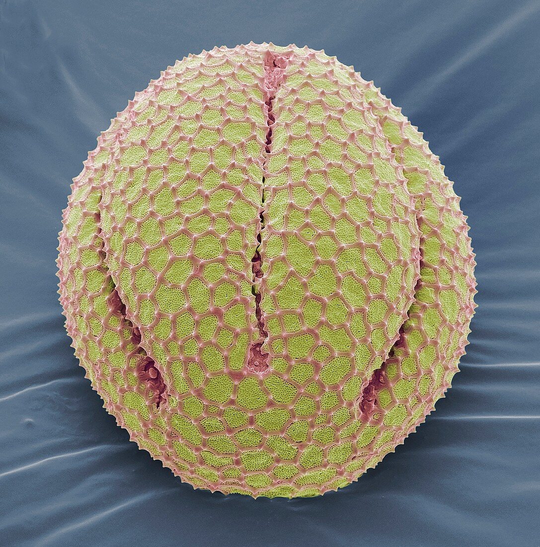 Californiain poppy pollen grain,SEM