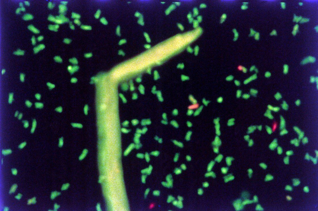Bacteria used to produce biofuels