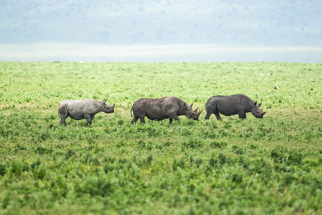 black rhinoceros (Diceros bicornis)