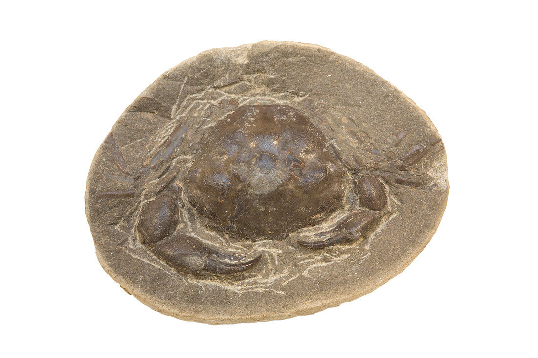 Fossil Crab (Zanthopsis vulgaris)