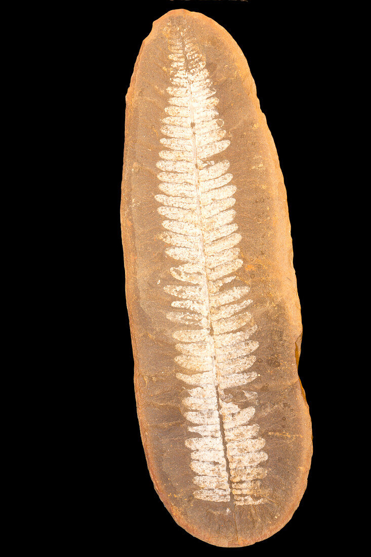 Fossil Seed Fern Leaf (Neuropteris)