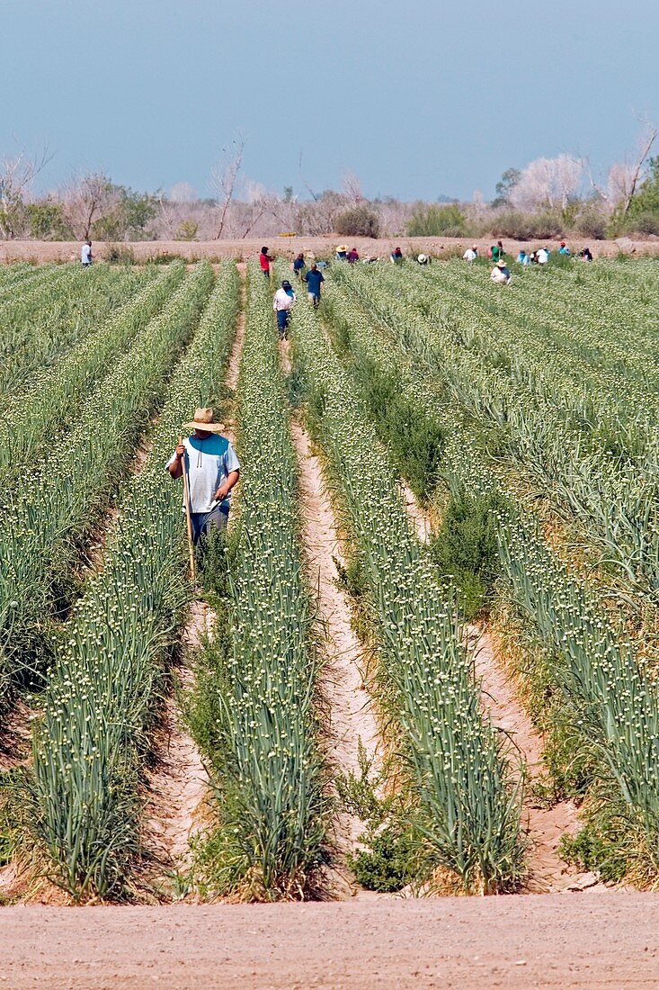 Workers tending crops,USA