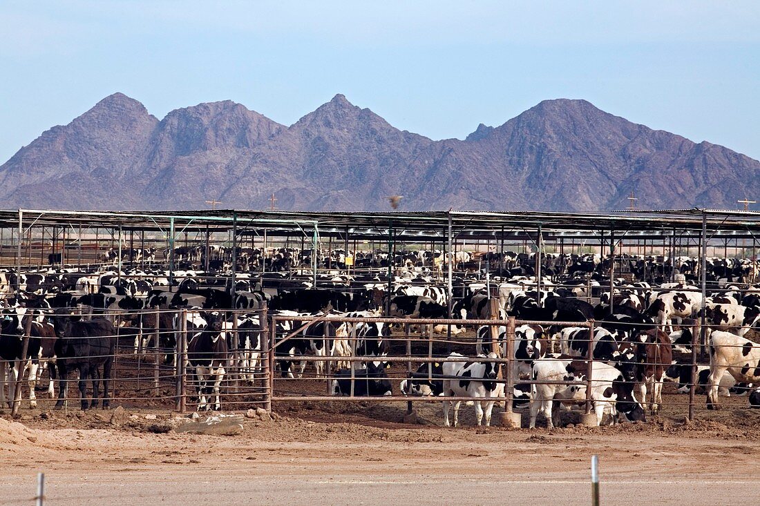 Intensive cattle farm,USA