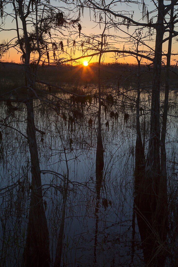 Cypress swamp at sunrise