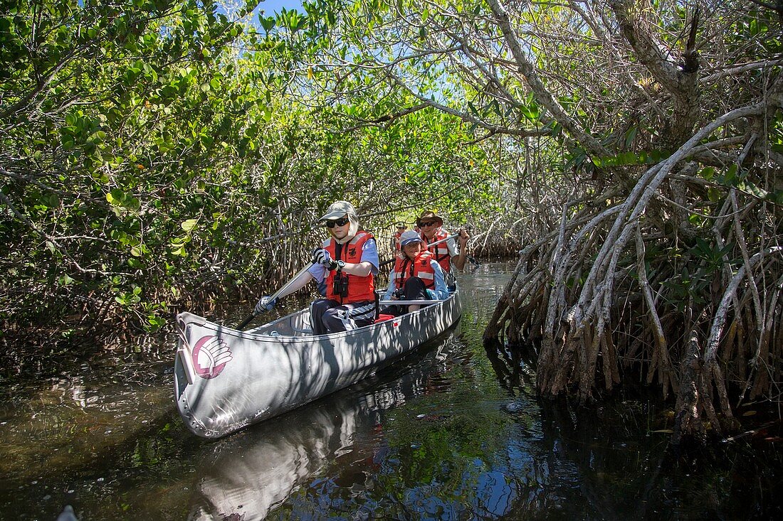 Tourists canoeing in mangrove swamp