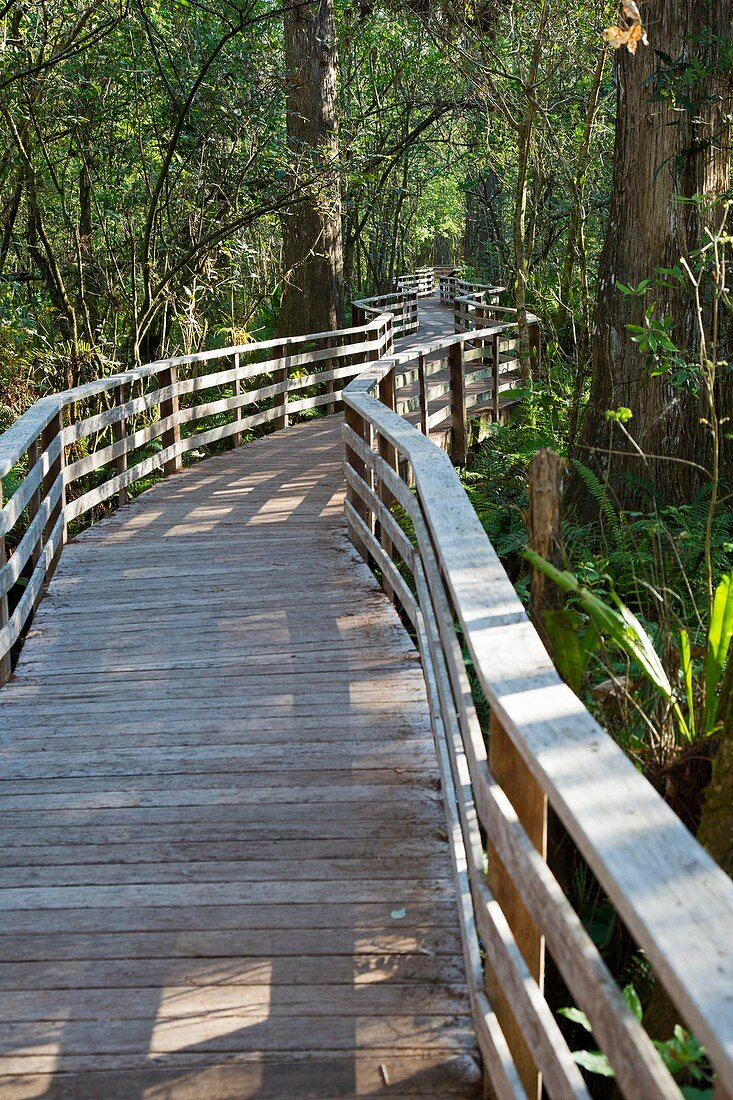 Walkway in a nature reserve