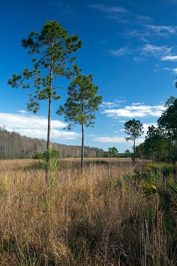 Wet prairie nature reserve