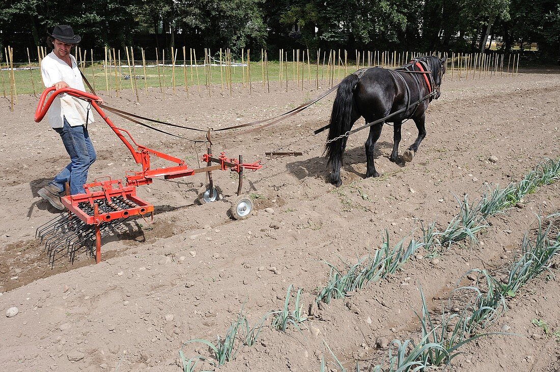 Horse-drawn plough