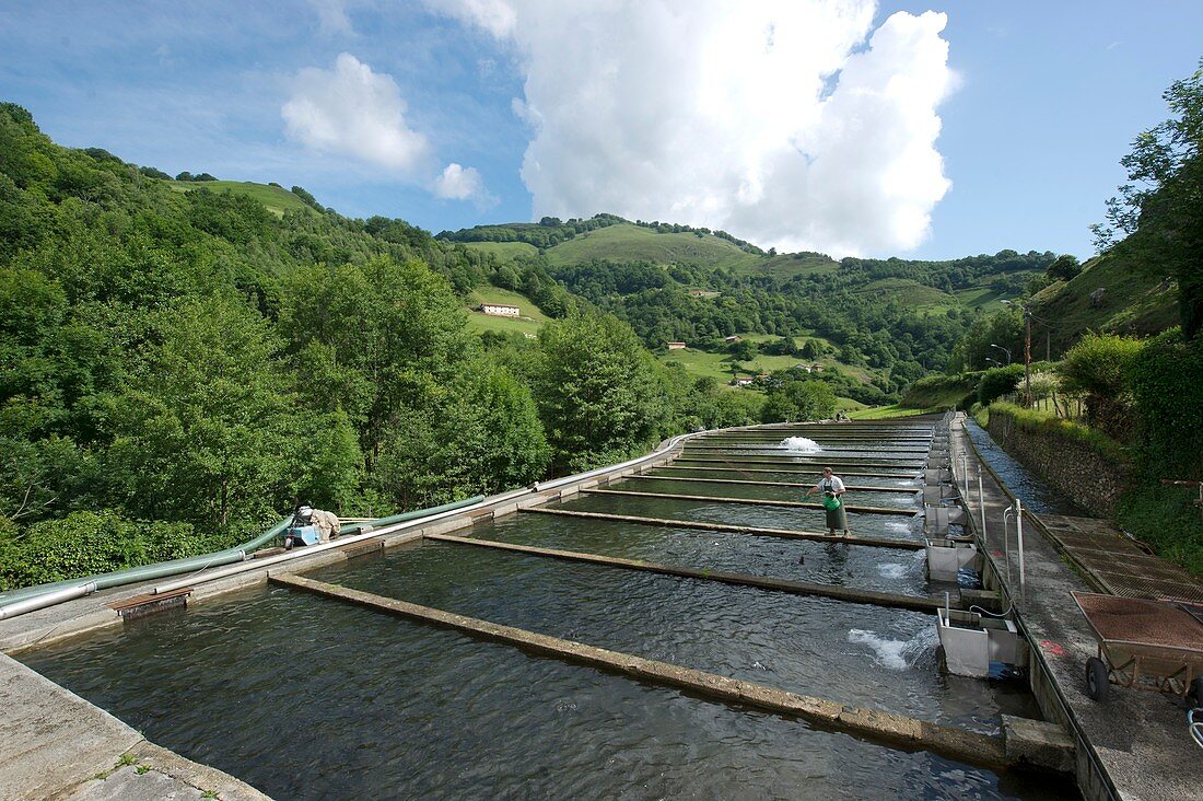 Fish farming