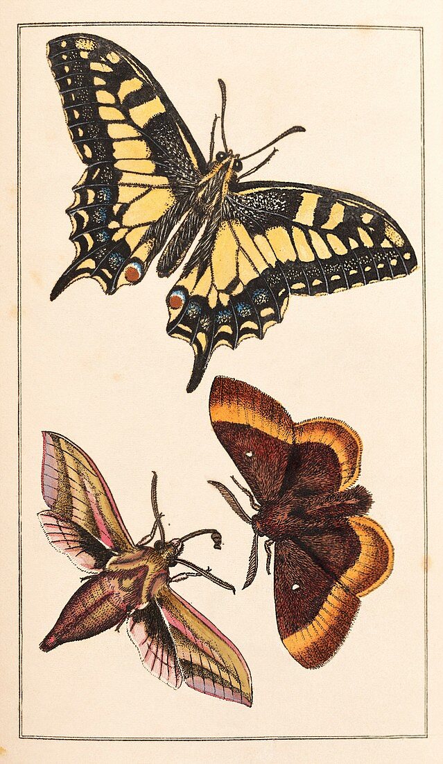 Butterflies,19th century artwork